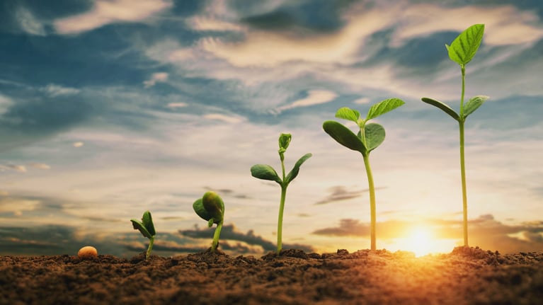 plant-growing-stages.jpg
