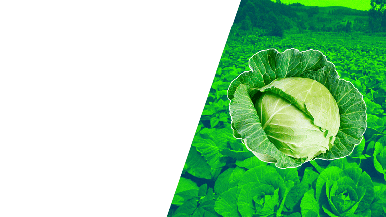 PlantBreedingBasics_Cabbage1.png