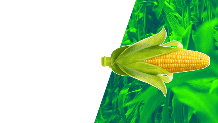 PlantBreedingBasics_Corn1.png