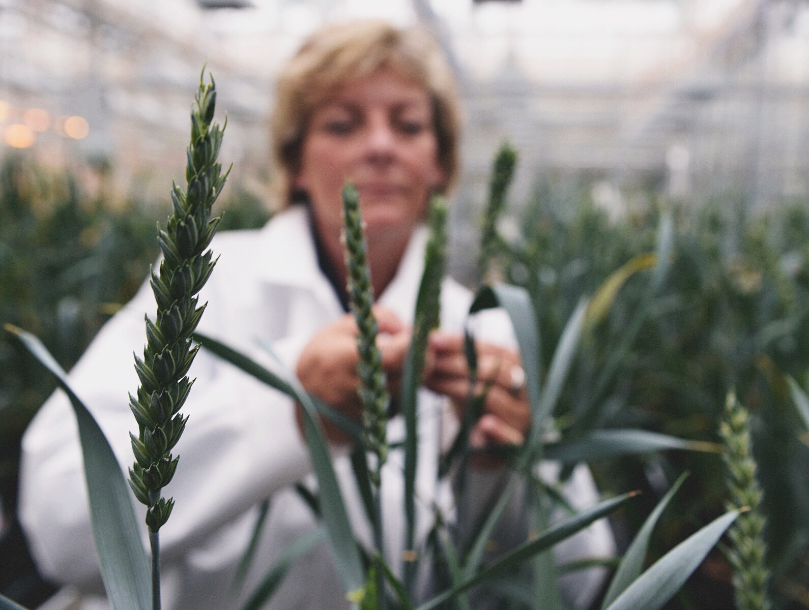 PlantBreedingBasics_ImageCollage_Front_1590x1200.png