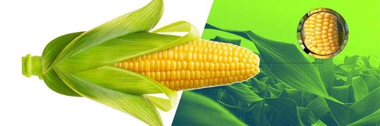 PlantBreedingBasics_Jumbotron_5760x1920_1.5.png