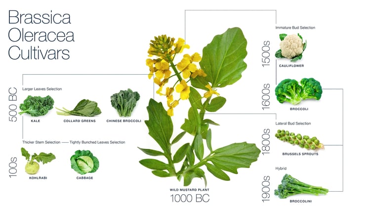PlantBreedingBasics_WildCabbage_timeline2.png