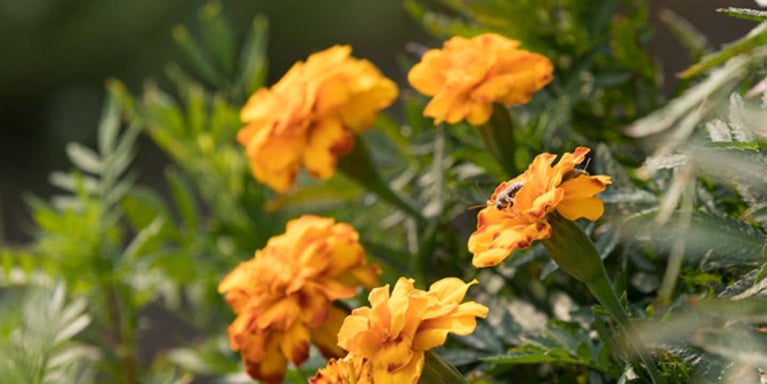 pollinator-habitat.jpg
