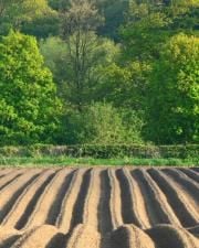 Potato_ridges_5_1.jpg