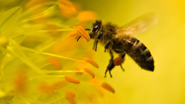 Preserving Biodiversity 2