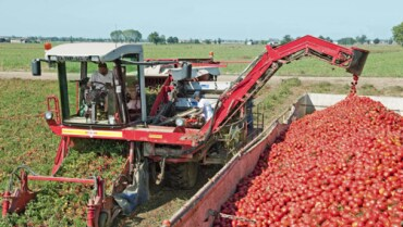 processing-tomatoes-tomatoes1-370x208.png