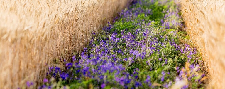 purple-flower-filed.png