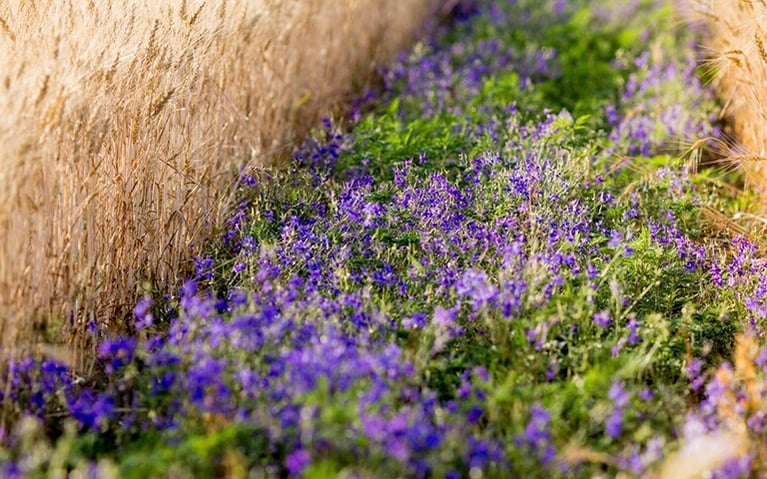 purple-flower-filed.png