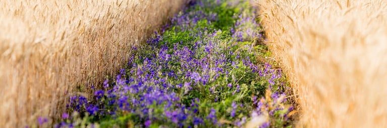 purple-flower-filed.png