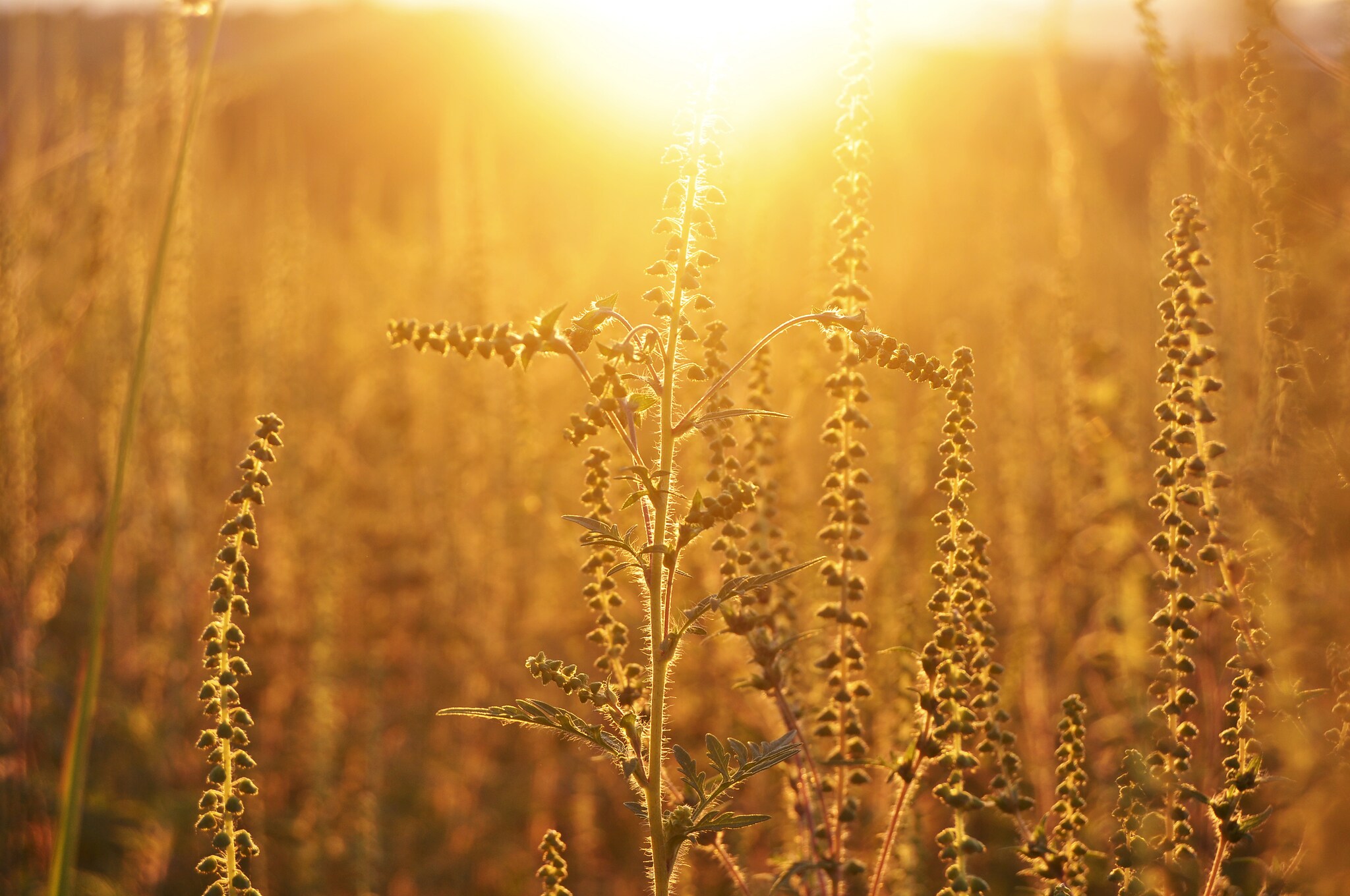 ragweed