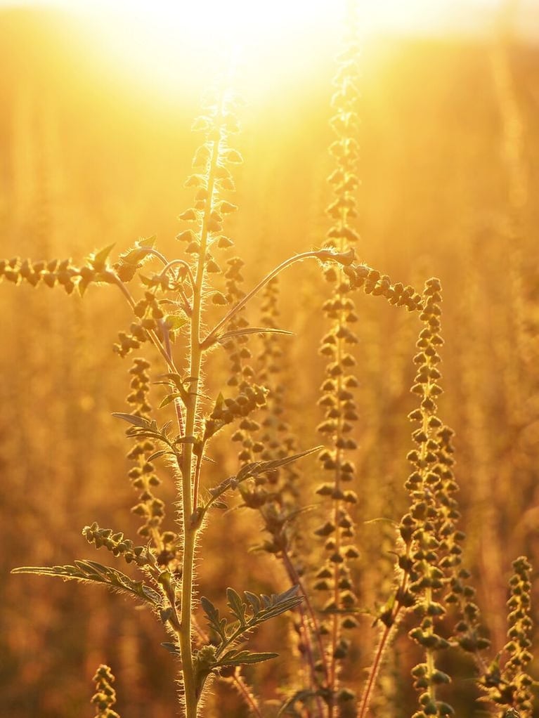 ragweed