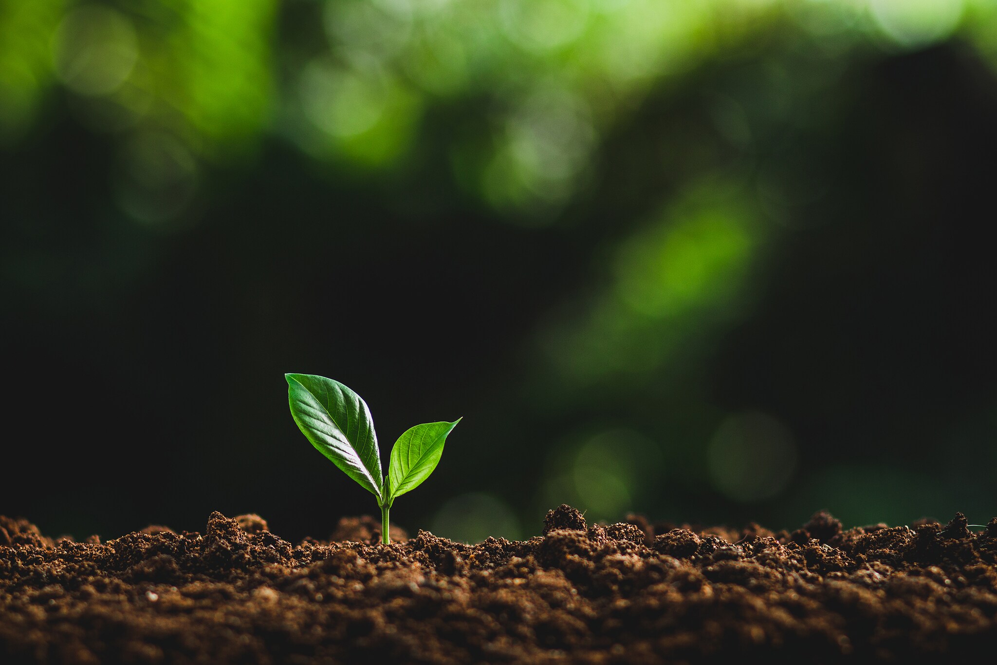 regenerative ag image