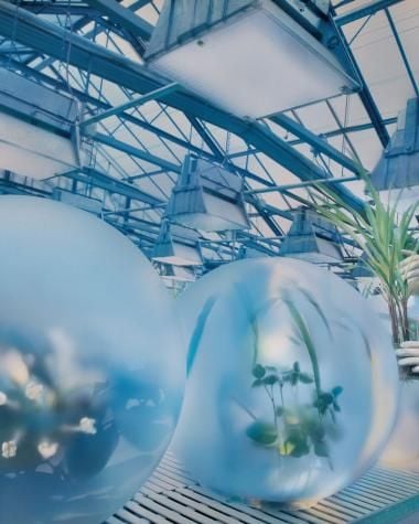 Researcher_in_greenhouse_web.jpg