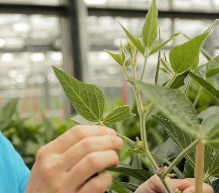 researcher inspecting soybeans 3