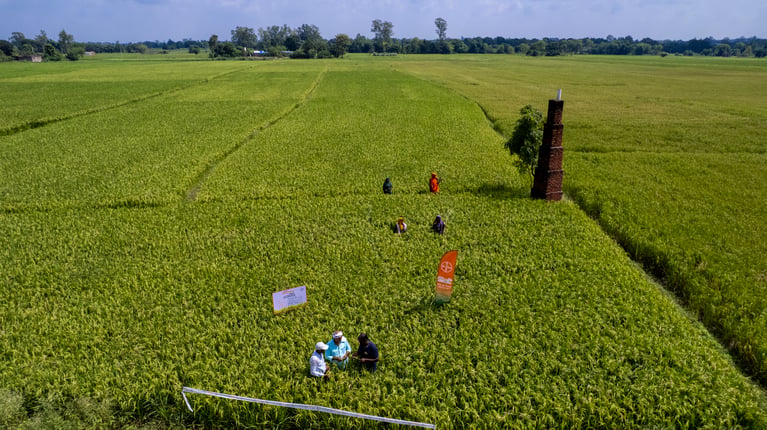 Aerial view of a vast rice field with several people standing among the crops near a tall brick chimney.