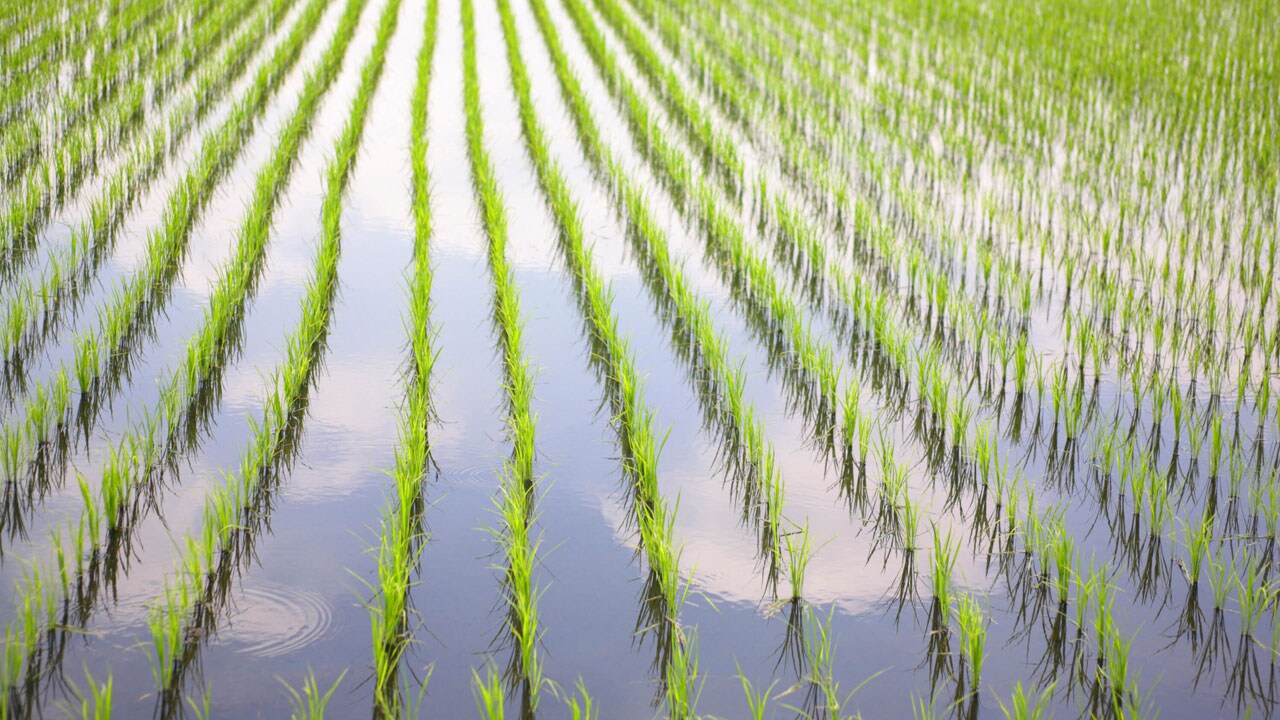 rice-field-5.jpg