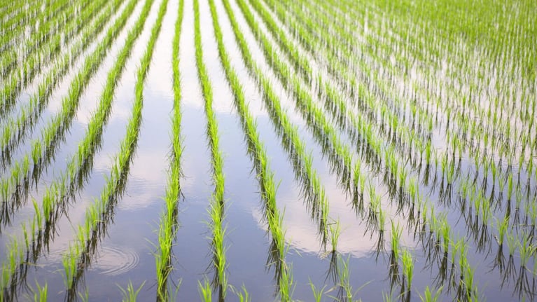 rice-field-5.jpg