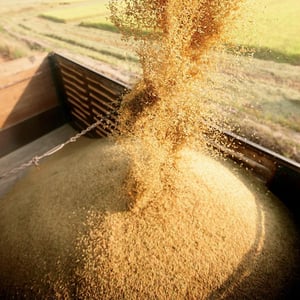 rice-harvest-1.jpg