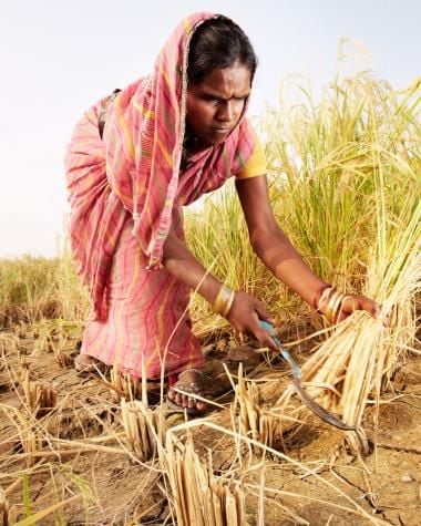 Rice_harvest_in_India_web.jpeg