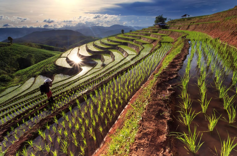 rice-terraces-10-1.jpg