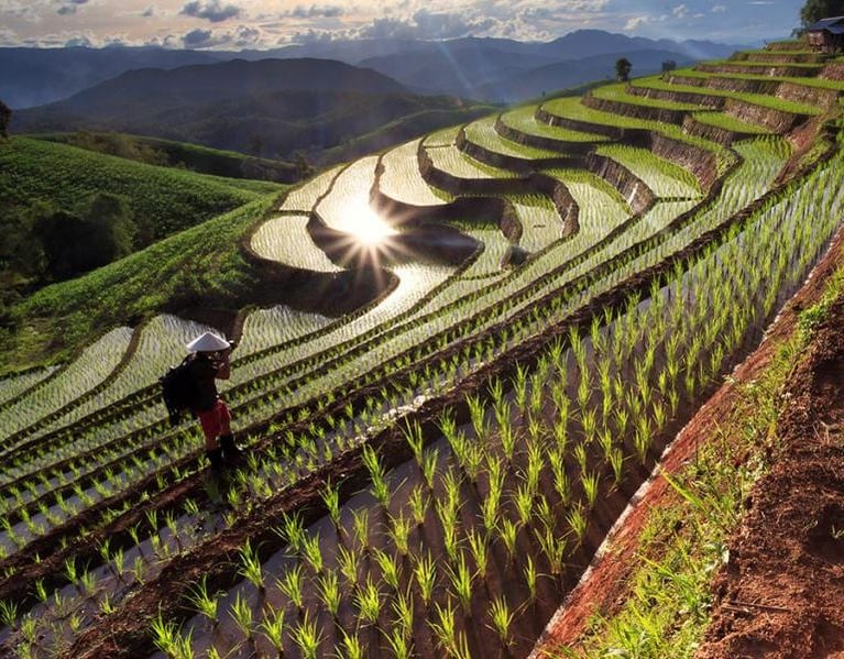 Rice terraces crop