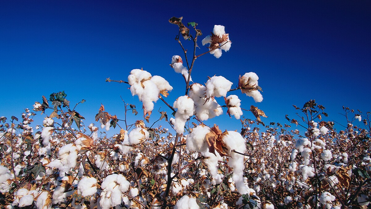 ripe cotton field