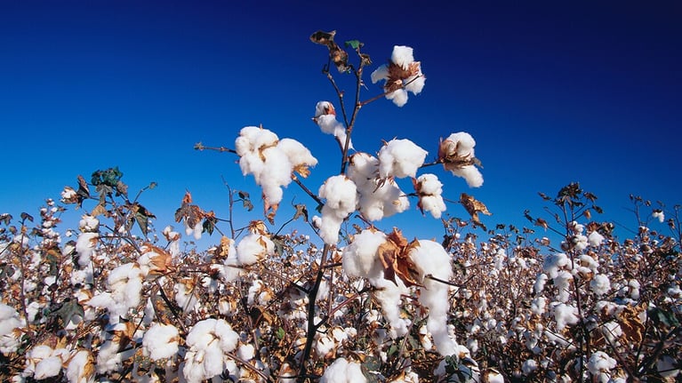 ripe cotton field