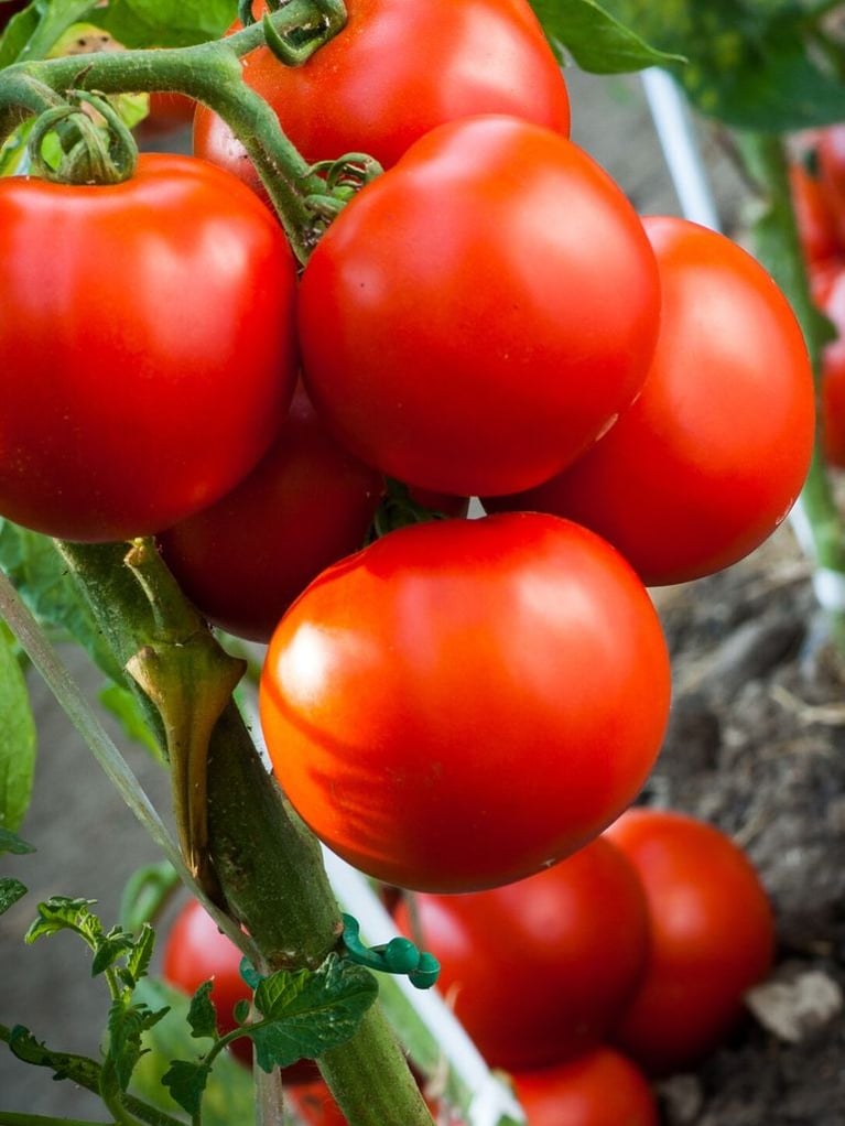 ripe-tomatoes-in-garden-1.jpeg