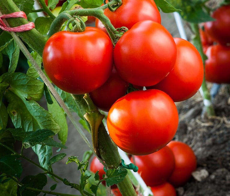 ripe-tomatoes-in-garden-1.png