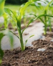 seed-production_water_3.jpg