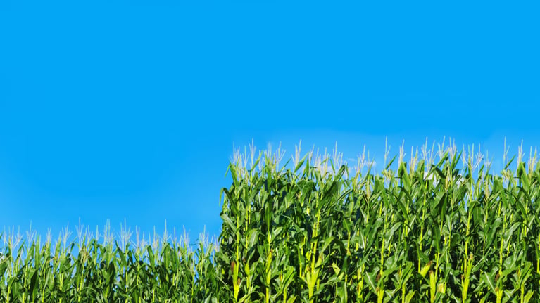 short-corn-hero-1920x1080.jpg