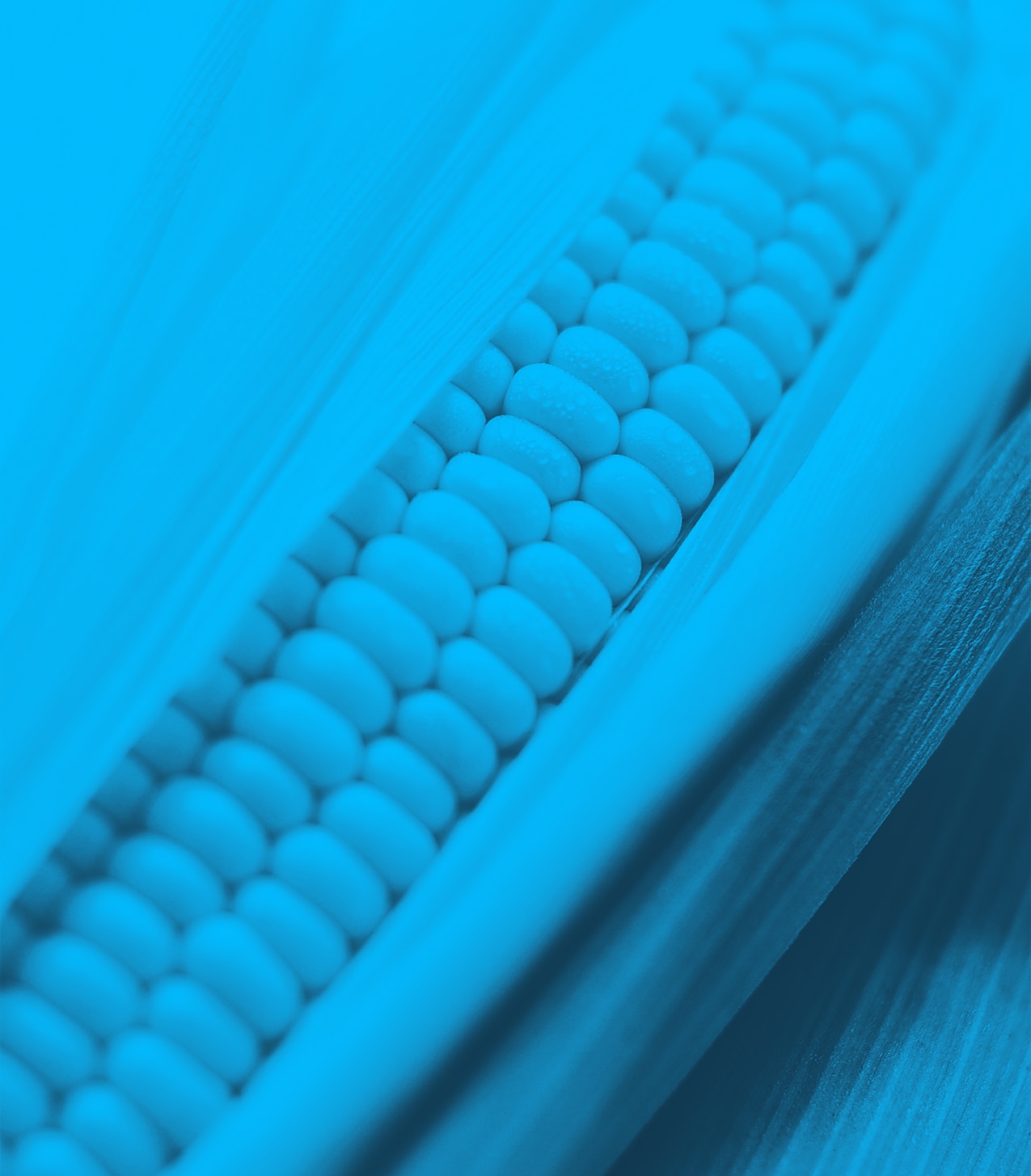 skewed-image-template-2-copy.png