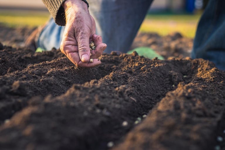 smallholder seeding hand