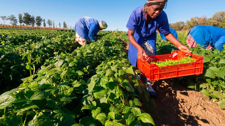 smallholders_harvesting_beans (1).jpg