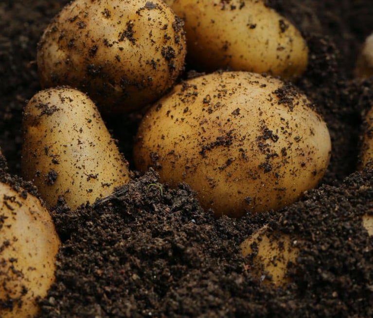 Soil@2x.jpg