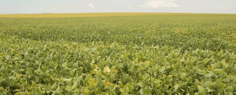 Soybean-field_brazil.png
