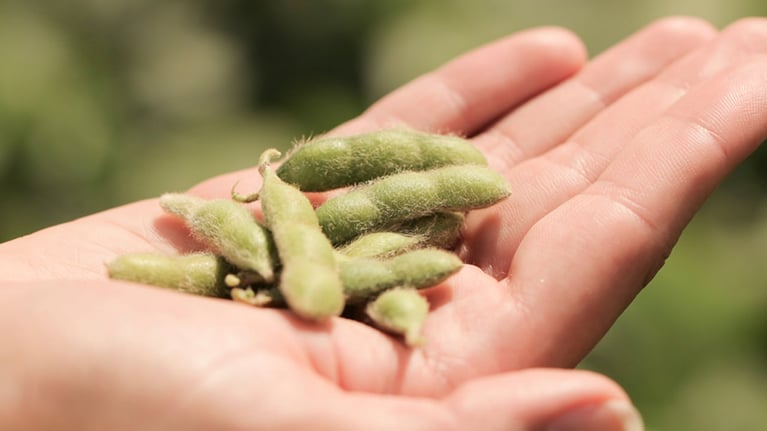 Soybeans 2.jpg