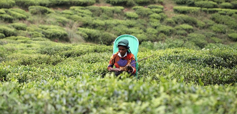 Tea farmer in a Sri Lankan tea field, highlighting the effects of the glyphosate ban on tea cultivation and farming livelihoods.