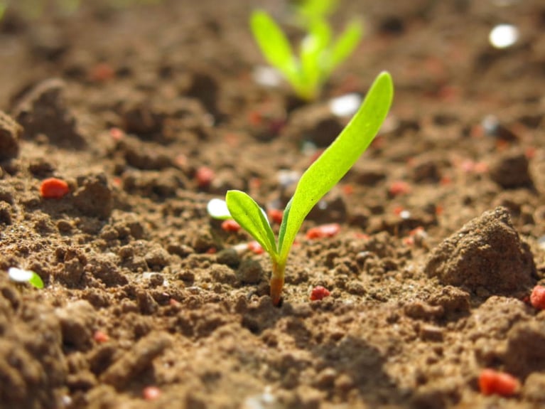 sugarbeet seedling