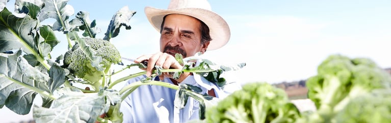 suppliers providing sustainable food