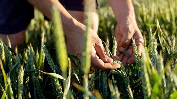 sustainability-farmer-checking-wheat-ears.jpg