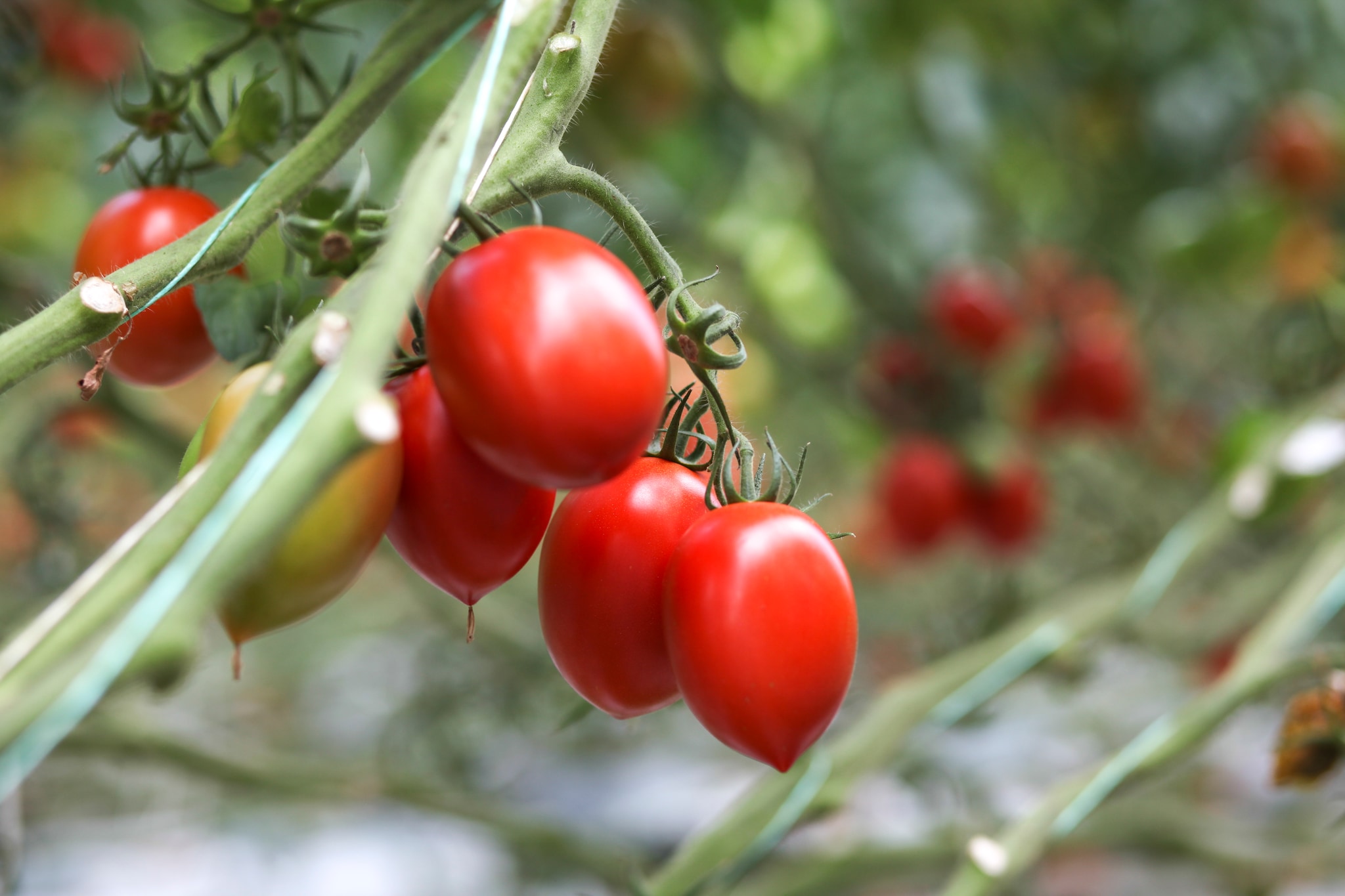 tomato.jpg