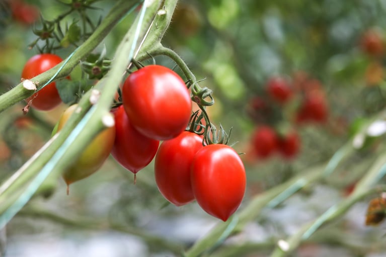 tomato.jpg