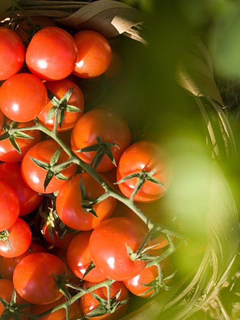 Tomatoes_on_a_vine M12983.jpg