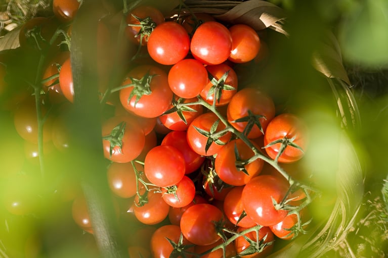 Tomatoes_on_a_vine M12983.jpg