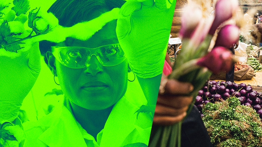 trans-cluster-gmo-900x506-2-1.png