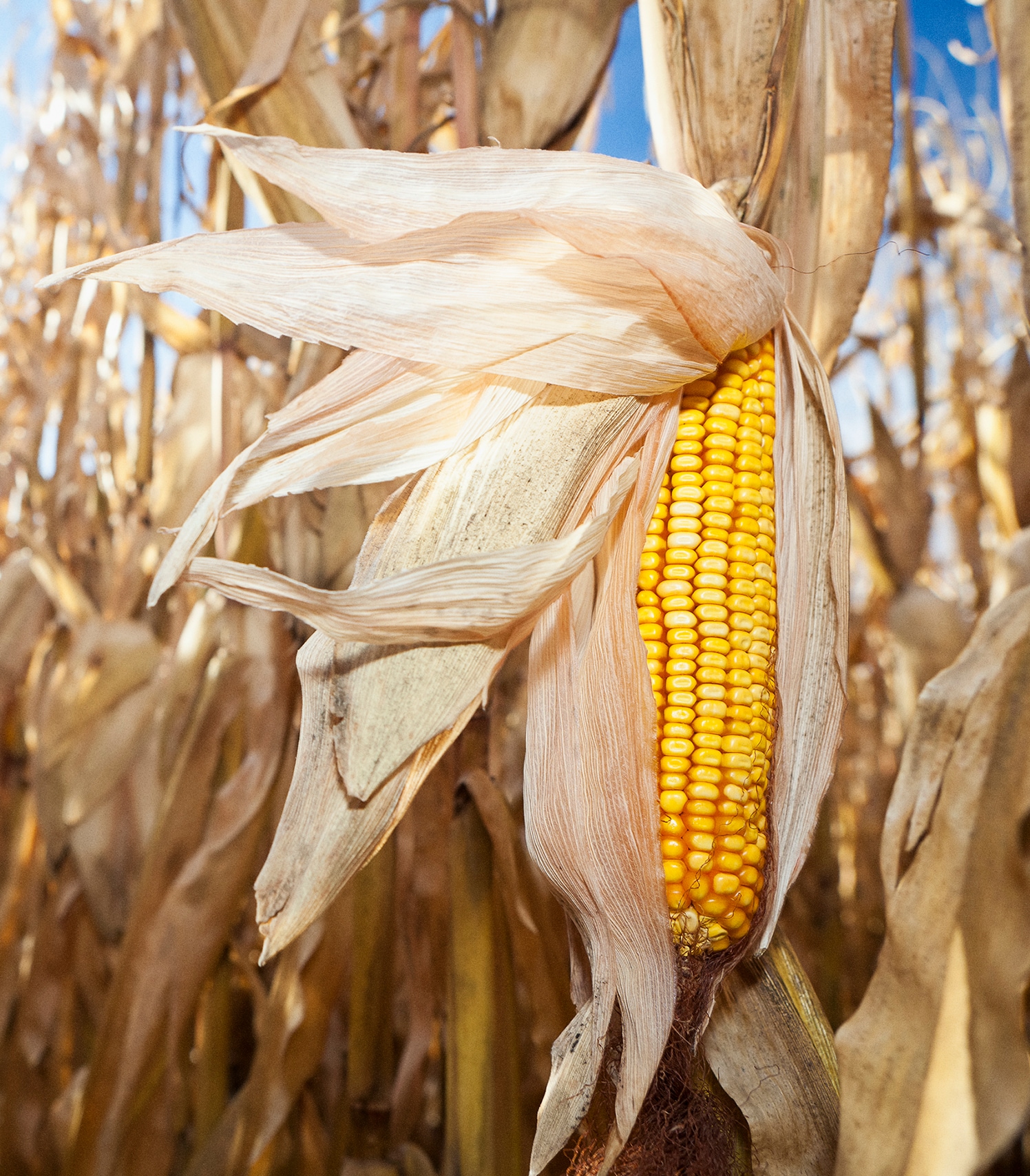 Trans_PlantBreeding_ImageCollage_Back_1700x1940_4.png