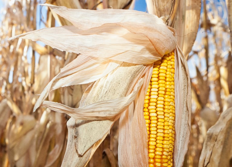 Trans_PlantBreeding_ImageCollage_Back_1700x1940_4.png