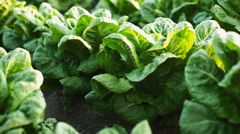 image of lettuce