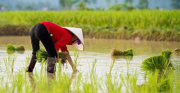 vietnam nass reis infobox 600px